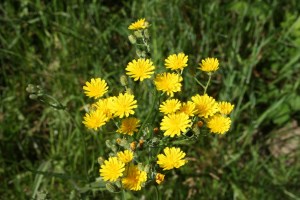 crepis capillaris (2) (1200 x 800)